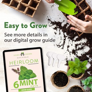 Menthe de haute qualité et sans OGM Cultivez vos propres plantes de menthe <span class=keywords><strong>en</strong></span> direct Grand cadeau pour les jardins, les chefs et les amateurs de thé - Product Image 5