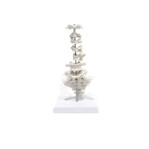 Modèles de morphologie vertébrale de qualité médicale pour l'enseignement et la démonstration de l'anatomie. - Product Image 5