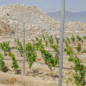 Paletti per vigneto in metallo zincato a caldo supporto per la vite a bassa manutenzione per il sistema a traliccio frutteti allevamenti di calore di pressione - Product Image 6