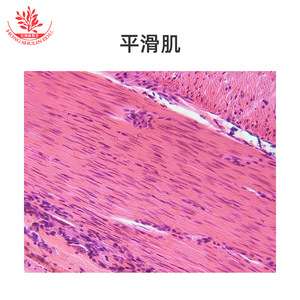 Nuevo tipo de preparado de microscopio con estructura típica, estándar educativo de alto nivel, experimento biológico, fisiología. - Product Image 4