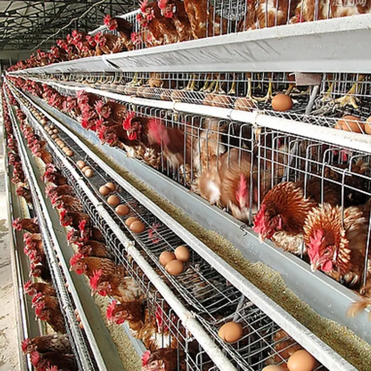 Automatische Geflügel Bauernhof Ausrüstung Batterie Käfig Legehennen Huhn Schicht Käfig