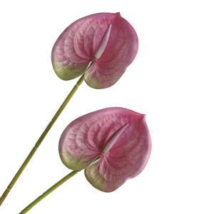 Decoración para el Hogar, Ramo de Flores Artificiales de Seda, Trompeta Impresa en 3D, Palmera Roja, Grulla de Fuego, Palmera Blanca, Anturio - Product Image 5