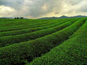 Thé vert matcha pur 100% de qualité supérieure certifié <span class=keywords><strong>macha</strong></span> poudre de matcha japonais thé de qualité cérémonielle <span class=keywords><strong>macha</strong></span> - Product Image 4