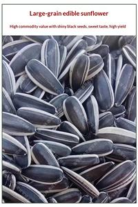 Graines <span class=keywords><strong>de</strong></span> tournesol et <span class=keywords><strong>de</strong></span> <span class=keywords><strong>melon</strong></span> séchées comestibles <span class=keywords><strong>en</strong></span> vrac pour légumes <span class=keywords><strong>en</strong></span> <span class=keywords><strong>pot</strong></span> printemps-été, haute résistance à la sécheresse - Product Image 4