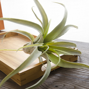 Yizhuoou — plantes artificielles à l'air, illandsie pour la décoration - Product Image 2