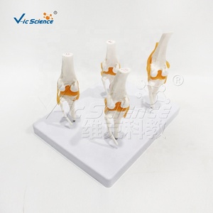 Modelo de Patología de Articulación de Rodilla Canina, Modelo de Enseñanza de Anatomía Canina, Modelo de Enseñanza Funcional de Ciencias Médicas de Lujo, Huesos de Animales - Product Image 4