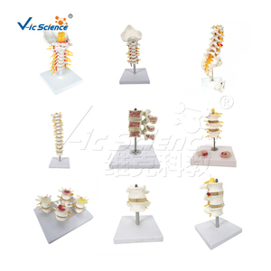 Modèle anatomique de la colonne vertébrale cervicale avec nerfs et artères, <span class=keywords><strong>squelette</strong></span> de la colonne vertébrale - Product Image 6