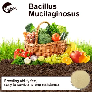 Bacillus mucilaginosus para fertilizante microbial, melhoramento do solo
