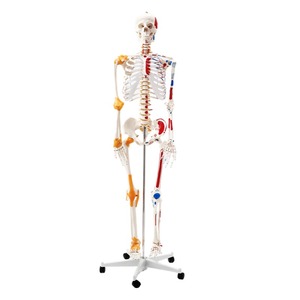 180cm y tế khoa học Mô hình bộ xương cơ bắp và dây chằng xác định với xương cho giáo dục và Đào tạo - Product Image 1