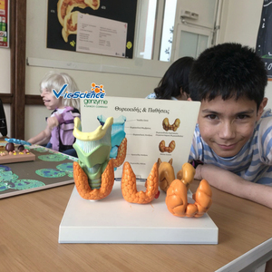 चिकित्सा एनाटोमिकल मॉडल पेशेवर चिकित्सा शिक्षण शरीर रचना थायरॉइड रोग चिकित्सा विज्ञान शिक्षा मॉडल - Product Image 3