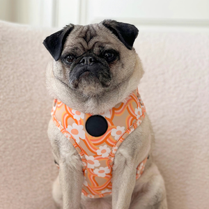 Accessoires pour chiens <span class=keywords><strong>Harnais</strong></span> guimauve Petits chiens <span class=keywords><strong>Bulldog</strong></span> <span class=keywords><strong>Frenchie</strong></span> Ensemble <span class=keywords><strong>harnais</strong></span> et laisse pour chien de luxe personnalisé en gros - Product Image 4