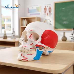 Modèle de crâne <span class=keywords><strong>musculaire</strong></span> <span class=keywords><strong>humain</strong></span> en 3 parties, <span class=keywords><strong>squelette</strong></span> de fœtus pour la formation médicale dans les écoles et les hôpitaux - Product Image 3