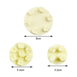 Maniquí Dental en Forma de Disco Relleno de Resina para Prácticas y Exámenes de Estudiantes, Uso Educativo Portátil YOUYA DENTAL MX-121 - Product Image 6