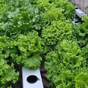 Sistem penumbuh hidroponik rumah kaca sayuran tumbuh hidroponik