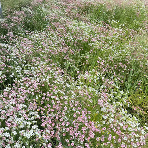 Mélange <span class=keywords><strong>de</strong></span> <span class=keywords><strong>graines</strong></span> <span class=keywords><strong>de</strong></span> fleurs sauvages grimpantes, <span class=keywords><strong>graines</strong></span> <span class=keywords><strong>de</strong></span> <span class=keywords><strong>Cosmos</strong></span>, faciles à cultiver toute l'année, fleurs <span class=keywords><strong>de</strong></span> jardin - Product Image 3