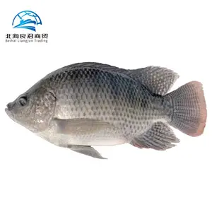 Wholesale Chinese Tilapia mossambica Frozen Seafood Factory live black Tilapia Fish Price for sale