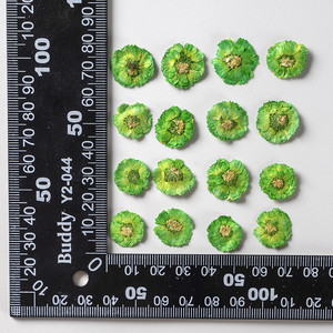 Vente en gros de fleurs de marguerites pressées à sec Bellis perennis L. pour étui de téléphone Nail Art bijoux carte postale déco - Product Image 6