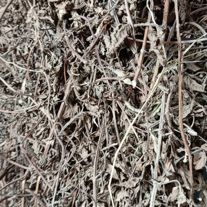 Prix bon marché et feuilles de gelée d'herbe de haute qualité fabriquées au Vietnam - Product Image 1