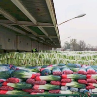 Chinois frais échalote printemps oignon 5 KG Carton frais poireau nouvelle récolte exportation vers le japon corée singapour