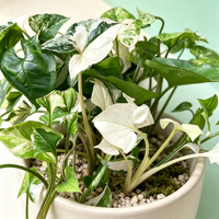 Vente en gros de plantes tropicales Albo Variegated Syngonium à feuilles en forme de flèche pour décoration de rebords de fenêtre, de pots suspendus et d'étagères