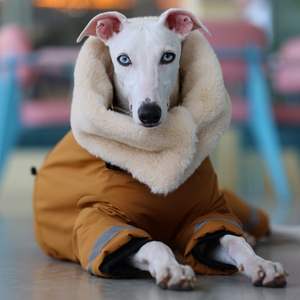 Combinaison de <span class=keywords><strong>neige</strong></span> imperméable ultra-épaisse en coton écologique pour <span class=keywords><strong>chien</strong></span> de race Greyhound italien - Product Image 5