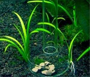 FT-60 Acquario Gamberetti Cristallo di Vetro Piatto di Alimentazione di 60 millimetri feeder bowl - Product Image 3