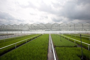 Nhà sản xuất nhà kính tùy chỉnh với hướng dẫn kỹ sư chuyên gia trong thiết kế, sản xuất và xây dựng - Product Image 3