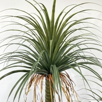 Tanaman Anggrek Plastik Gaya Nordik ZhiXia Dracaena Buatan, Pot Bunga Dekoratif Tahan Lama 80cm, Tanaman Indoor/Outdoor