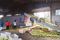 Machine de séchage de fleurs de chanvre CBD à moteur automatique et pompe, avec bande transporteuse en maille de titane multicouche en acier inoxydable continu, pour la transformation alimentaire