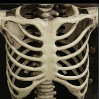 DAMAI Squelette en plastique grandeur nature pour Halloween, décoration de fête, écologique, haute qualité, pour maison hantée et cimetière