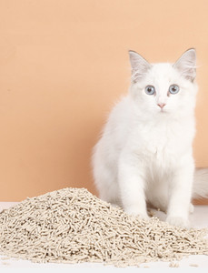 Máquina para Fabricar Arena de Tofu Triturada a Granel para Gatos, 10 kg, OEM para Venta al por Mayor - Product Image 4
