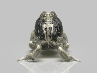 Sculpture d'art de table en résine transparente HD de qualité supérieure, motif animal squelette de crapaud, objet de collection pour la décoration intérieure