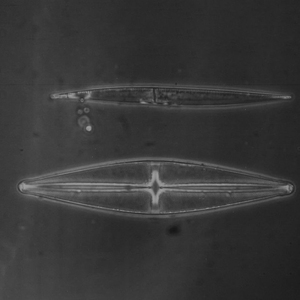 BestScope-Microscopio biológico trinocular con sistema óptico <span class=keywords><strong>infinito</strong></span> para universidades o laboratorios de biomedicina - Product Image 6