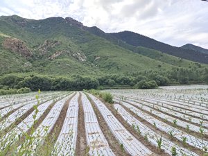 Sản phẩm nhựa nông nghiệp trắng chất lượng cao để bảo vệ cây trồng và tăng cường tăng trưởng - Product Image 3