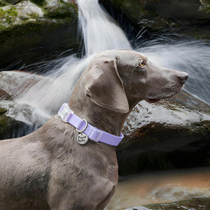 Elegante Simple Moderno Lujo Sólido Patrón Personalizado Mascota Accesorio Durable Púrpura Impermeable PVC Recubierto Ajustable Ligero Perro - Product Image 2