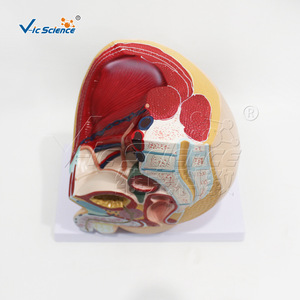 Modèle de simulation pédagogique de section sagittale de la cavité pelvienne masculine (système reproducteur et urinaire) ; modèle biologique - Product Image 2