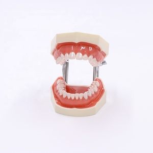 Actory Price-modelo de práctica dental, modelo de dientes desmontables - Product Image 2