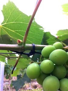 3.0 mm X 50 M Black PVC Garden Stretchy Tube Soft Plastic Plant <strong>Tie</strong> Twist <strong>Tie</strong> <strong>Rubber</strong> <strong>Tree</strong> <strong>Ties</strong> - Product Image 5