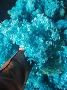 1 kg de Fragmentos de Hortensia <span class=keywords><strong>Annabelle</strong></span> Preservados de Grado AB, Cabezas de Hortensia Anna, Pétalos, Material de Larga Duración, Navidad, Año Nuevo - Product Image 5