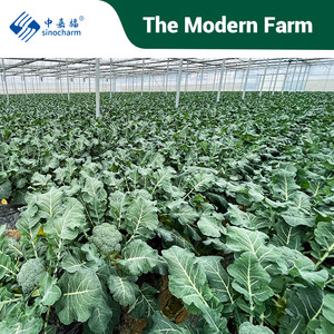 Sinocharm-Producto de 4 estrellas HACCP, 3-5cm, <span class=keywords><strong>brócoli</strong></span> verde congelado blanqueado, corte de brotes, 10kg, floretes a granel, <span class=keywords><strong>brócoli</strong></span> IQF de fácil cocción - Product Image 5