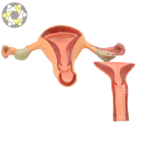 Modèle d'utérus et d'ovaires féminins à prix d'usine, modèle d'enseignement scientifique médical avec vagin et utérus en plastique de qualité médicale - Product Image 4