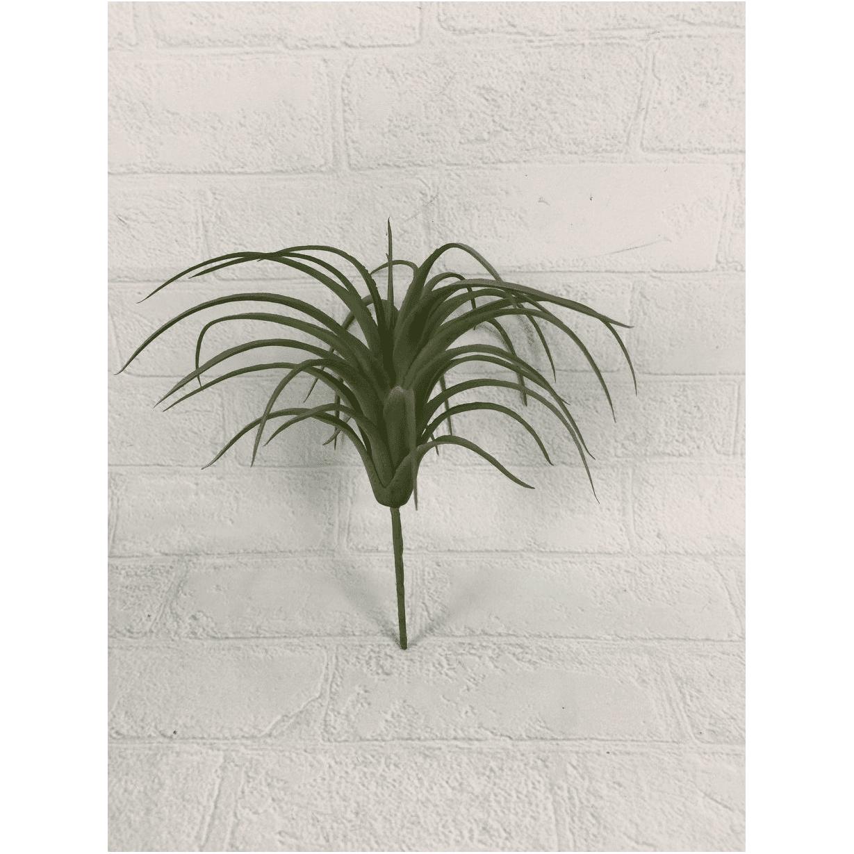 6 inches dragon beard grass