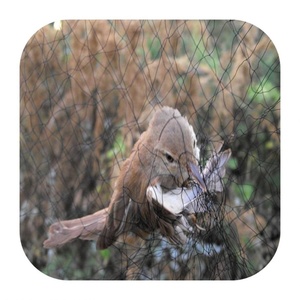 شبكة مصيدة للخفاشات برازيلية من النايلون عالية الجودة بسعر رخيص إلى فنزويلا 3×9 متر - Product Image 5