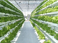 Serre agricole commerciale en verre trempé avec système hydroponique Projet clé en main