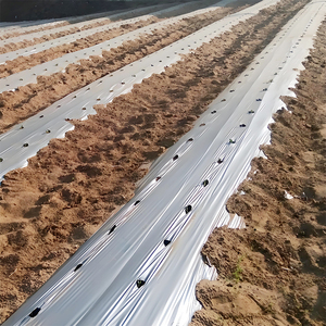 Film de paillage agricole perforé anti-UV, film de contrôle des adventices, couverture de sol en plastique noir/argenté pour <span class=keywords><strong>plantes</strong></span> - Product Image 1