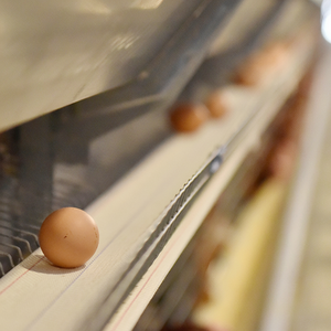 Jaula Metálica de Nivel 5000 para Gallinas Ponedoras de Corral Tipo 4 en Batería para Cría de Gallinas en Granja en Venta - Product Image 1