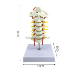 LHMTG02 1:1 تمثال هائل لعنق الفقرات الطبية البشري بجودة عالية مع نموذج للعضلات العصبية نموذج هيكل عظمي بشري نموذج لتعليم فقرات الفقرات الطبية - Product Image 5
