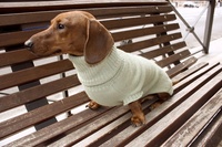 Qiqu – fournitures pour animaux de compagnie, nouveau pull de luxe chaud pour chien teckel, vêtements pour animaux de compagnie, pulls pour chiens teckel avec jambes