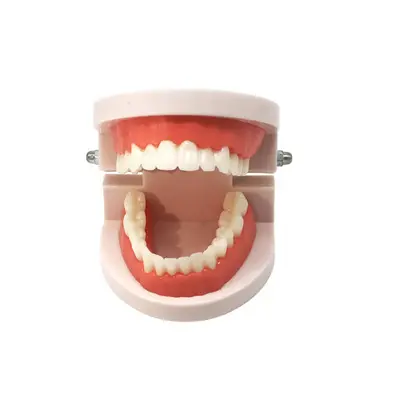 Медицинская научная стандартная обучающая модель зубов, детская практичная чистка зубов, модель зубов и полости рта