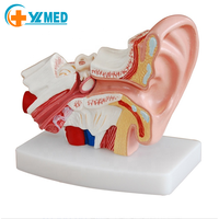 Oído Humano 3D de PVC Ampliado para Enseñanza Médica, Oído de Plástico Ampliado para Educación Médica Escolar, CE/ISO